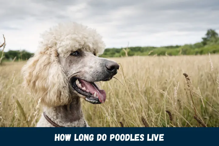 How long do poodles live