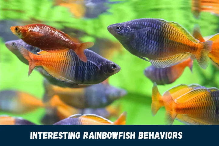 Interesting Rainbowfish Behaviors