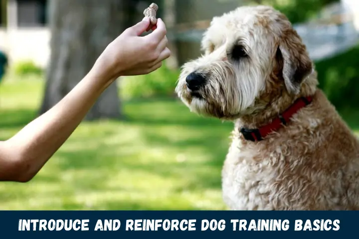 Introduce and Reinforce Dog Training Basics