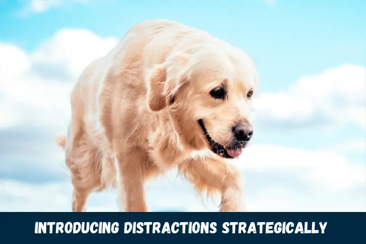 Introducing Distractions Strategically