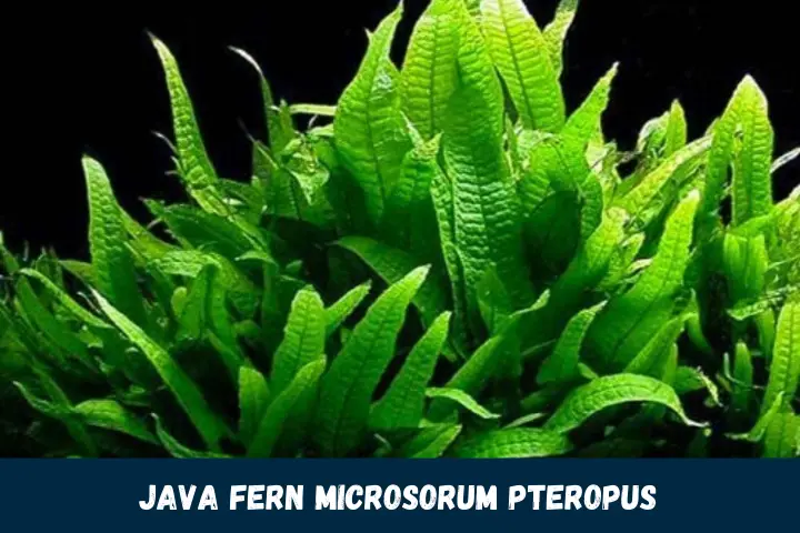 Java Fern Microsorum pteropus