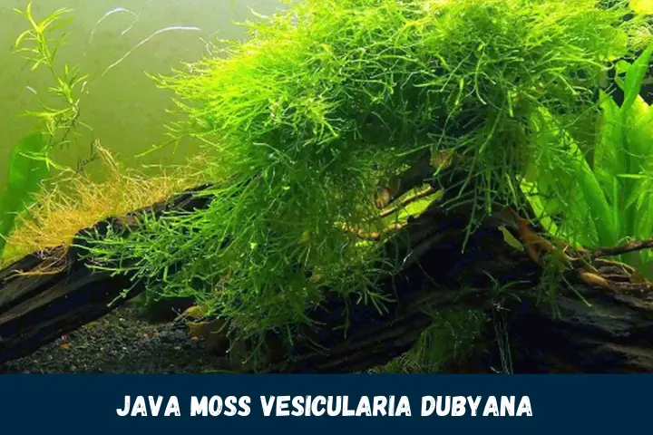 Java Moss Vesicularia dubyana