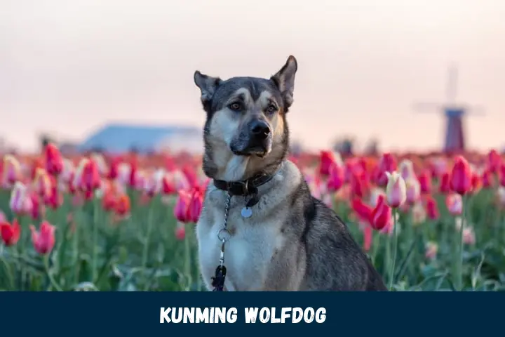 Kunming Wolfdog