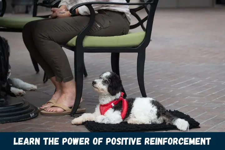 Learn the Power of Positive Reinforcement