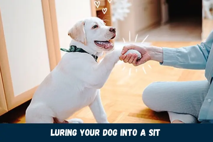 Luring Your Dog into a Sit