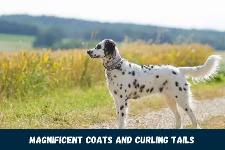 Magnificent Coats and Curling Tails