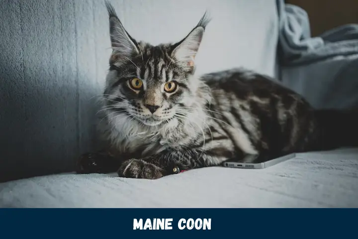 Majestic Maine Coon