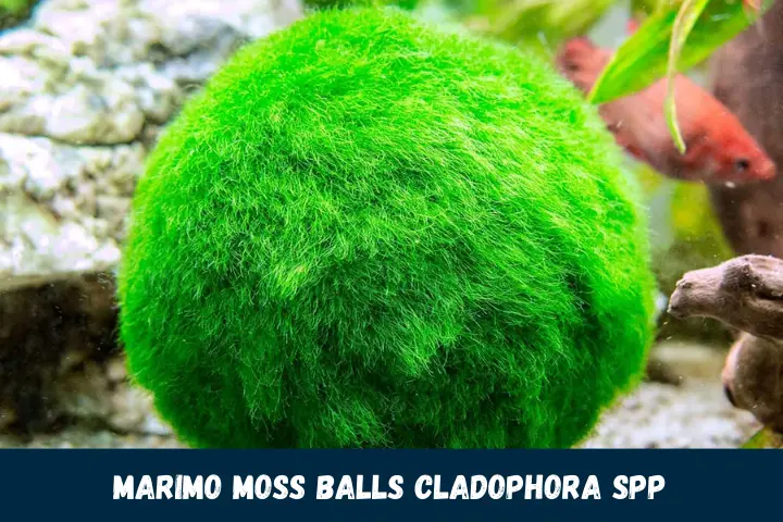 Marimo Moss Balls Cladophora spp