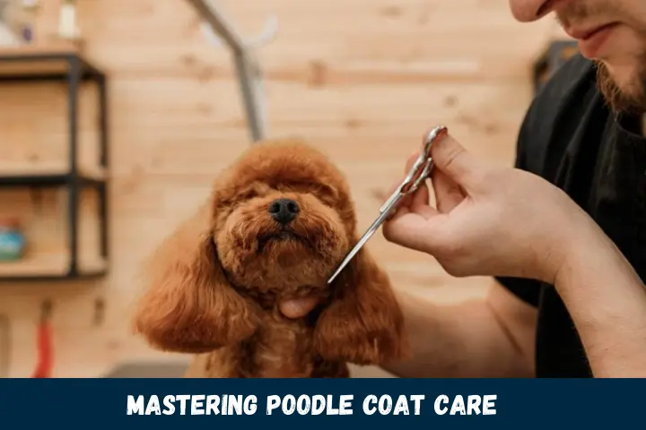 Mastering Poodle Coat Care