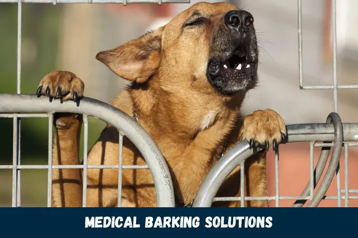 Medical Barking Solutions