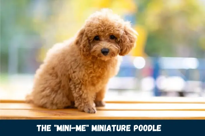 Miniature Poodle
