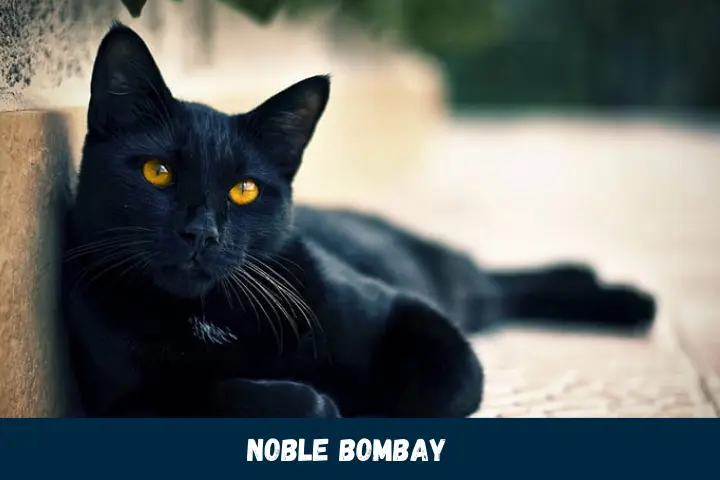 Noble Bombay