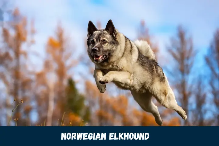 Norwegian Elkhound