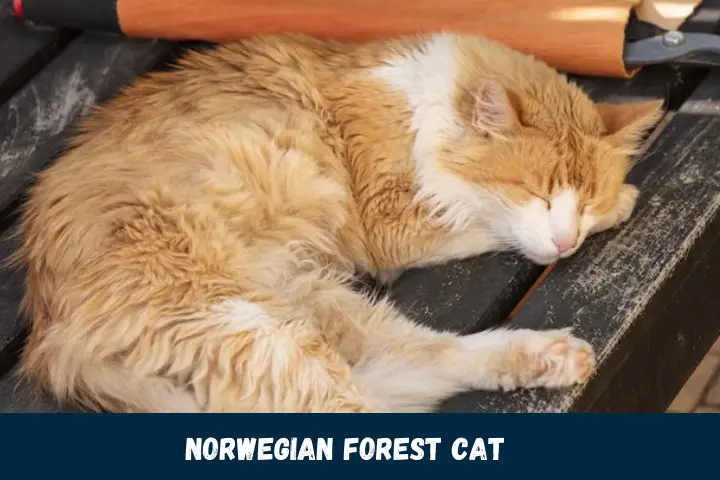 Faithful Norwegian Forest Cat