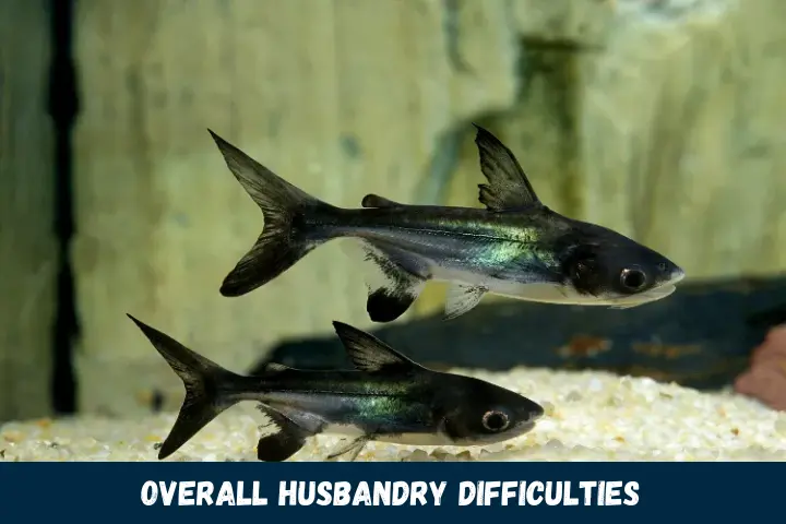 Overall Husbandry Difficulties