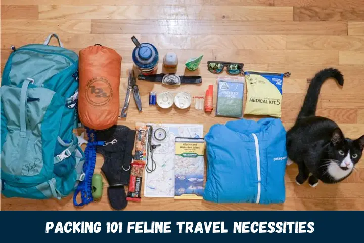 Packing 101 Feline Travel Necessities