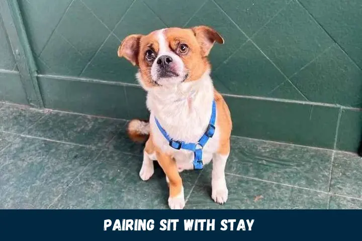 Pairing Sit with Stay
