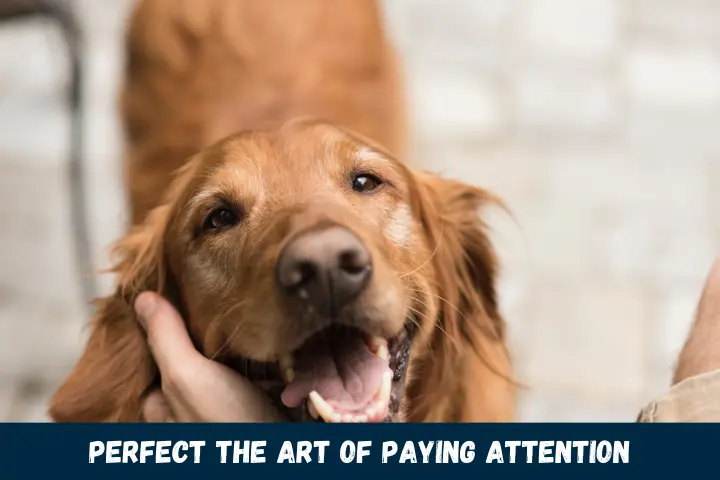 Perfect the Art of Paying Attention