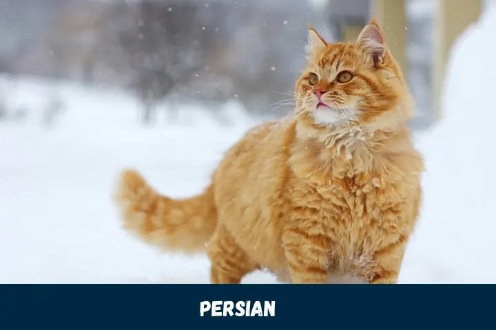 Graceful Persian