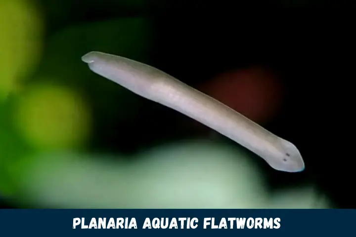 Planaria Aquatic Flatworms