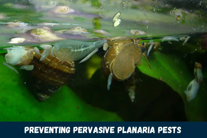 Preventing Pervasive Planaria Pests