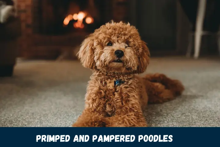 Primped and Pampered Poodles