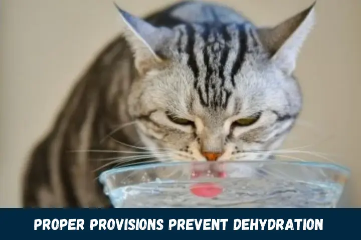 Proper Provisions Prevent Dehydration