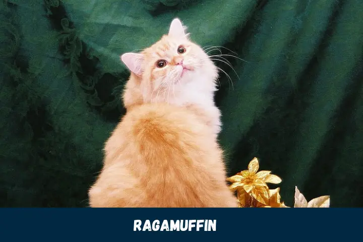 Loving Ragamuffin