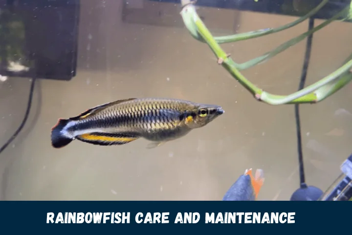 Rainbowfish Care and Maintenance