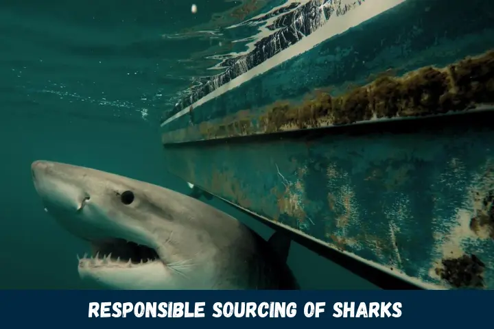 Responsible Sourcing of Sharks