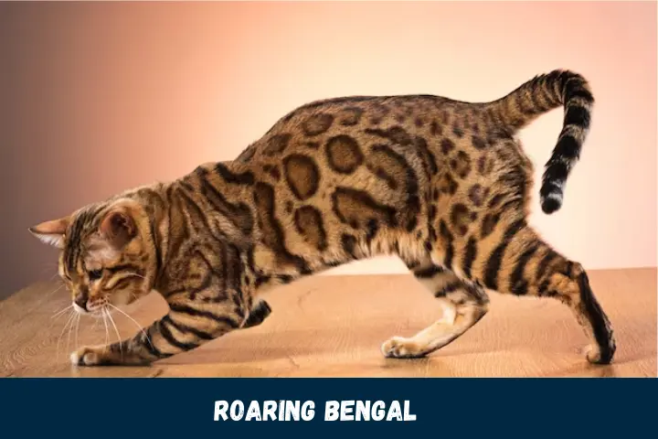 Roaring Bengal