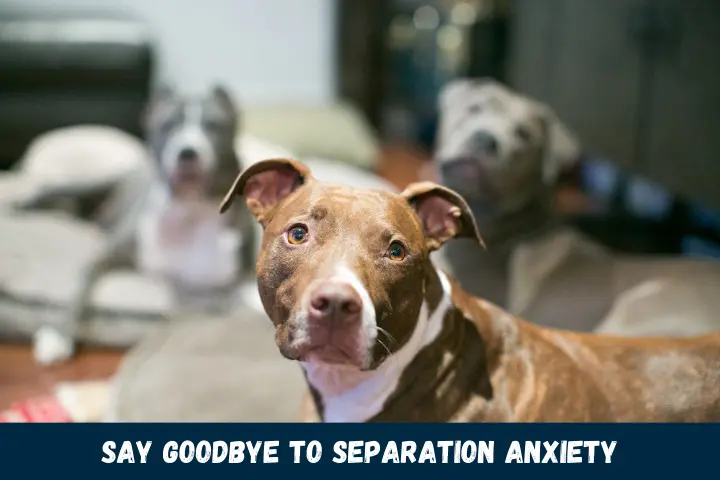 Say Goodbye to Separation Anxiety