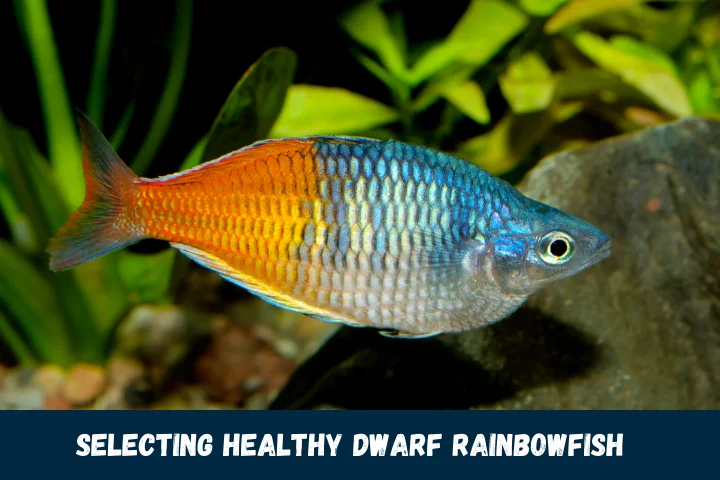 Selecting Healthy Dwarf Rainbowfish