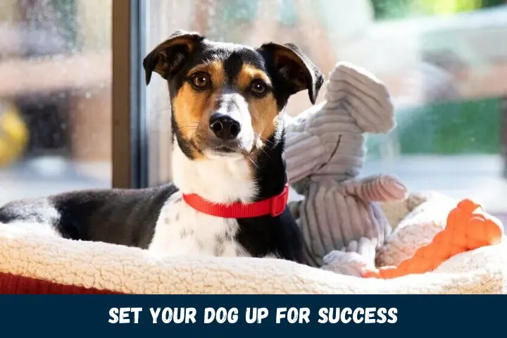 Set Your Dog Up for Success