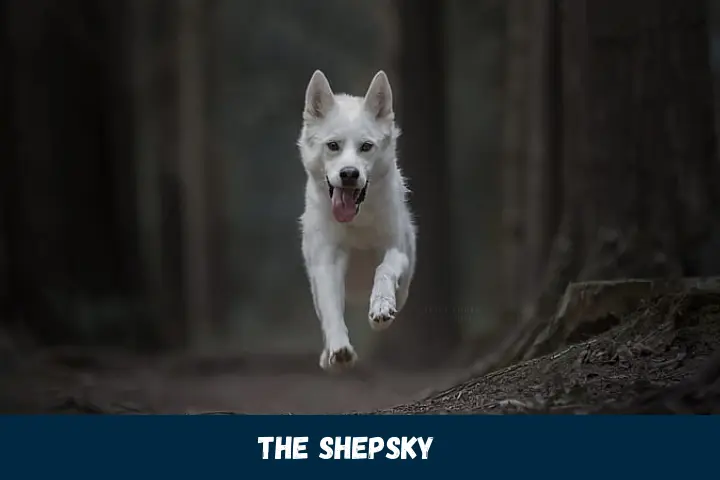 Shepsky