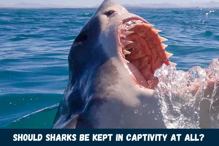 Should Sharks Be Kept In Captivity At All?