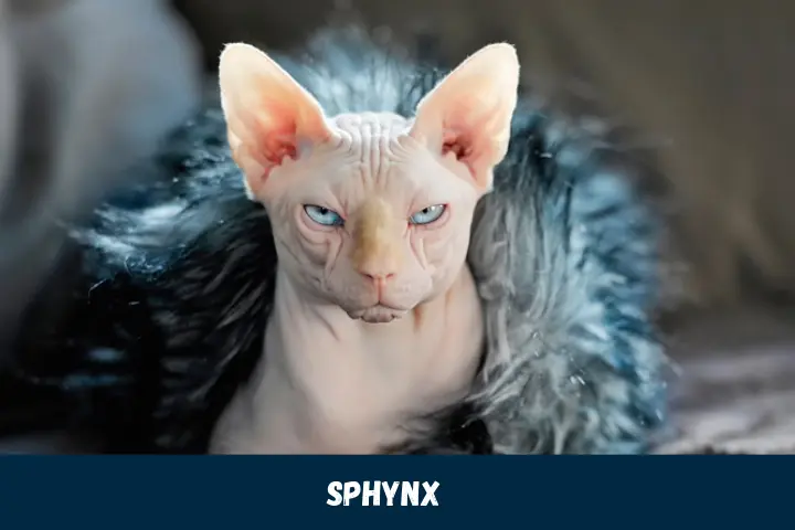 Quirky Sphynx