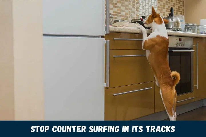 Stop Counter Surfing in its Tracks