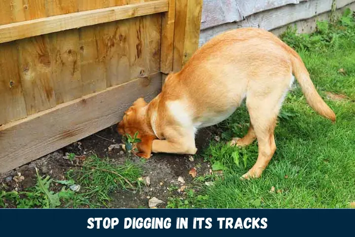 Stop Digging in its Tracks