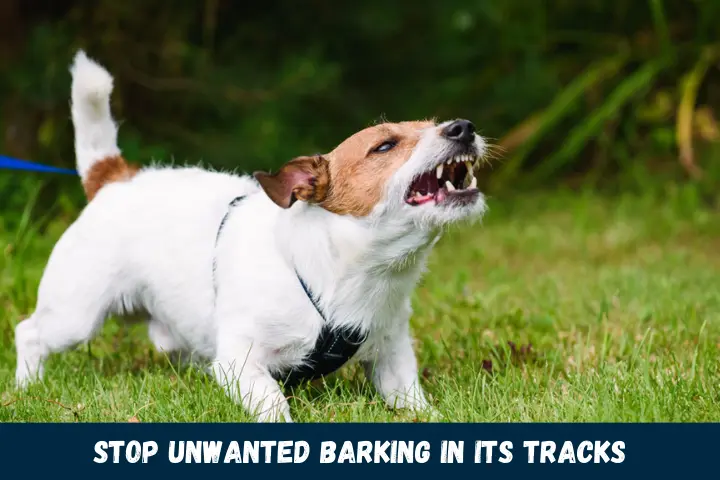 Stop Unwanted Barking in Its Tracks