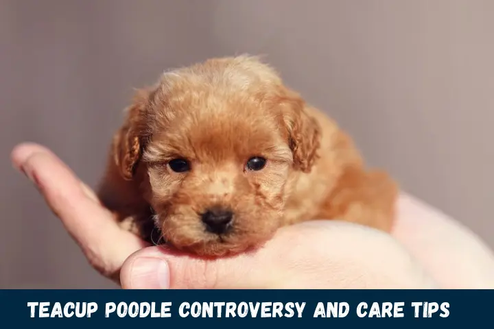 Teacup Poodle Controversy and Care Tips