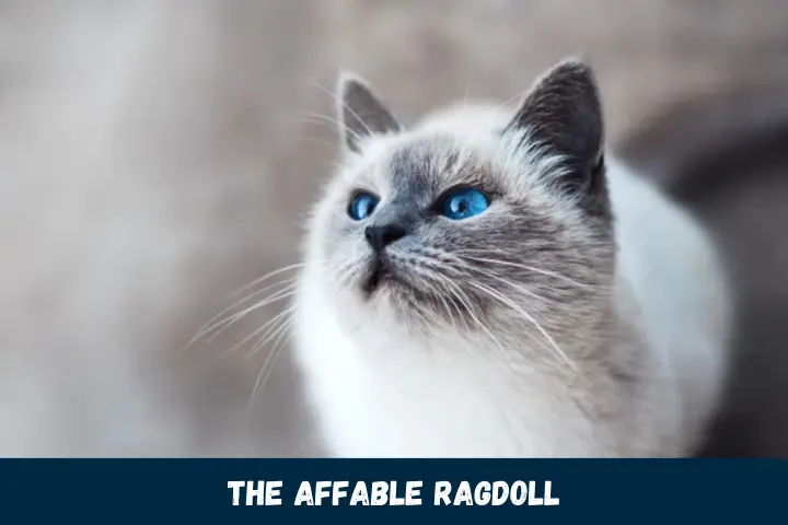The Affable Ragdoll