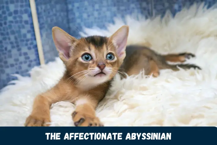 The Affectionate Abyssinian