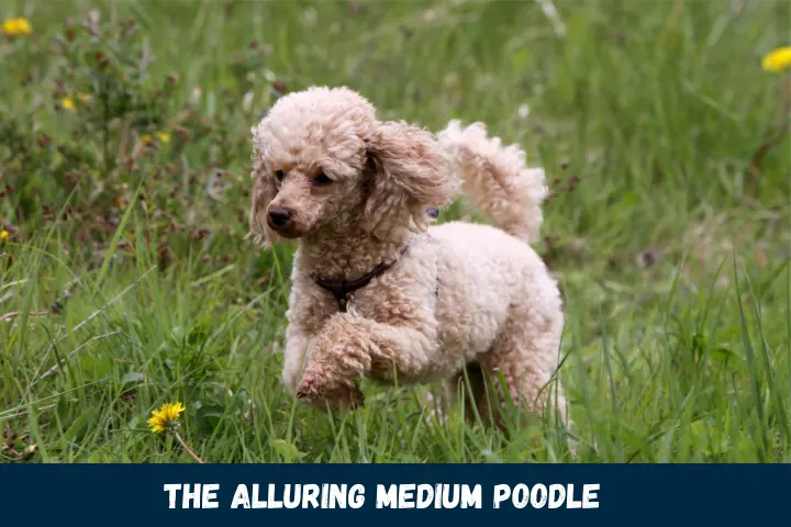 The Alluring Medium Poodle