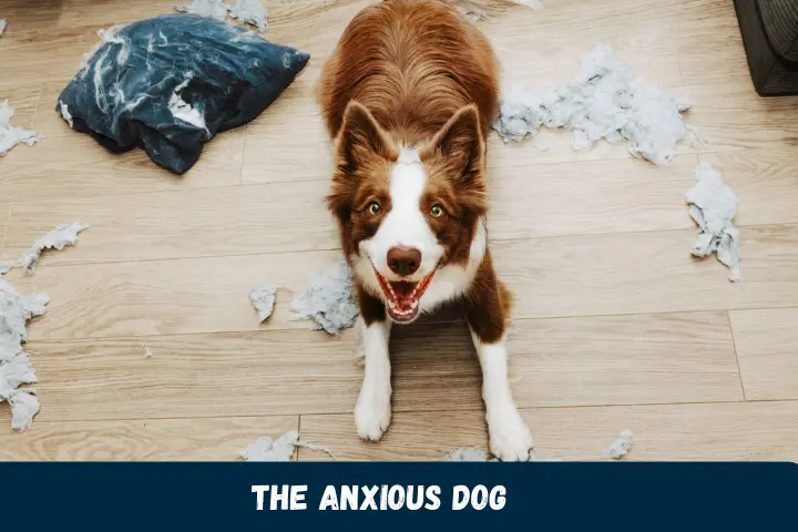 The Anxious Dog