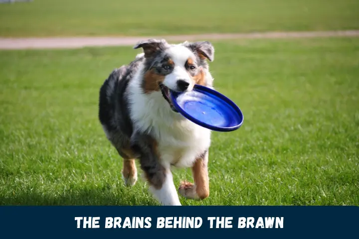 The Brains Behind the Brawn