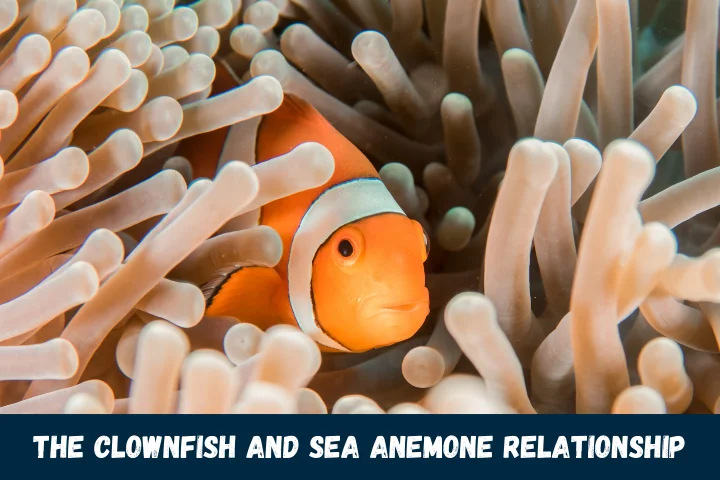 The Clownfish and Sea Anemone Relationship