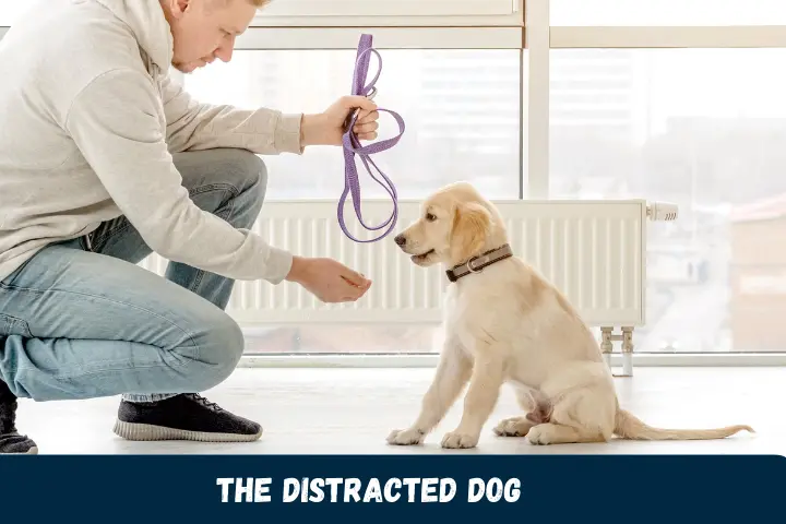 The Distracted Dog