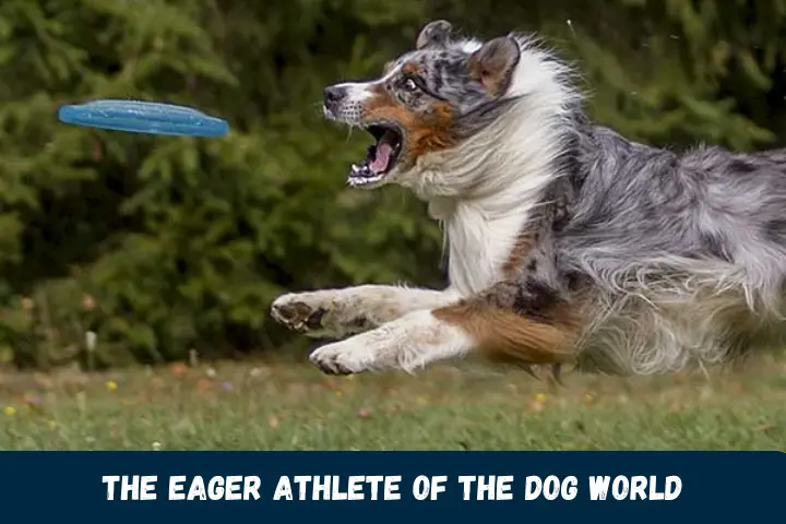 The Eager Athlete of the Dog World