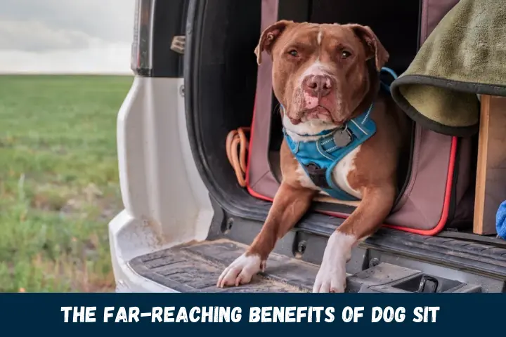 The Far-Reaching Benefits of Dog to Sit